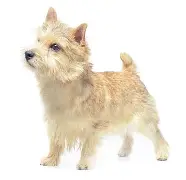 多米全站APP-冯宝成真实身份大揭秘